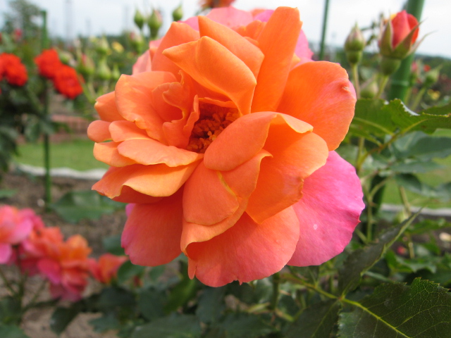 ファイル 3-1.jpg