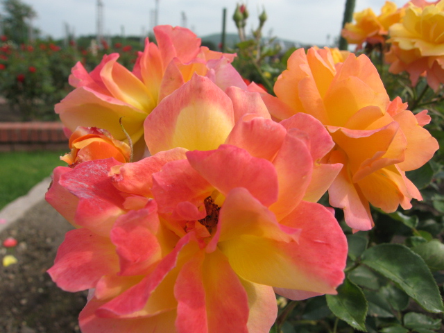 ファイル 3-2.jpg